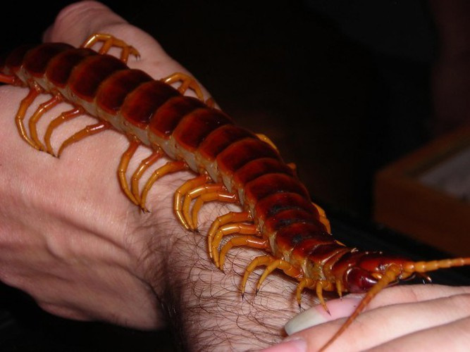 Rết chân vàng khổng lồ Peru là đại diện lớn nhất của chi Scolopendra nói riêng và cả lớp rết nói chung. Chúng thường đạt độ dài 26-30cm. Loài động vật "ngoại cỡ" này là loài ăn thịt, ăn côn trùng, thằn lằn, ếch, chim, chuột, và thậm chí cả dơi. Cơ thể bao gồm 21 đến 23 phân đoạn.