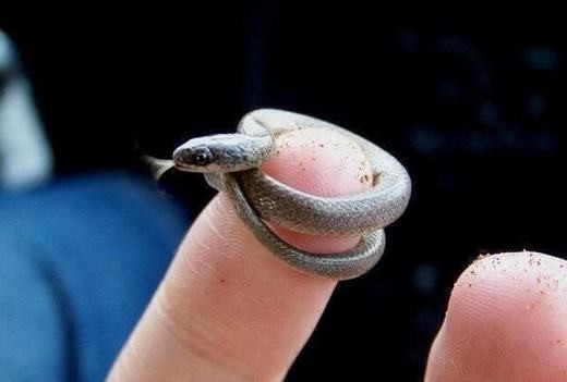 Leptotyphlops Carlae được nhận định là loài rắn trưởng thành nhỏ nhất thế giới, bởi khi cuộn tròn, con rắn này có thể nằm gọn trong đồng 25 xu của Mỹ (có đường kính 24,26 mm). Leptotyphlops Carlae có kích thước như một sợi mì ống với chiều dài trung bình khoảng 10cm. Tuy nhiên, người ta đã phát hiện được con dài nhất khoảng 104cm.