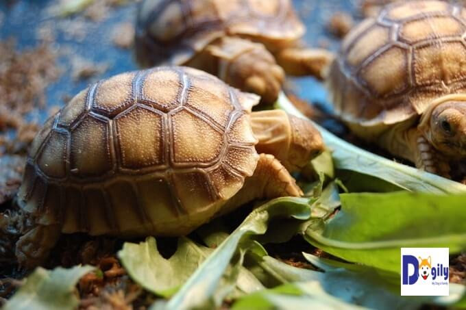 Hiện lượng người chơi rùa Sulcata tại hai thành phố lớn là Sài Gòn và Hà nội tăng rất nhanh. Do đó, giá bán rùa Sulcata phổ biến tại Việt Nam cũng khá cao: Giá rùa sulcatasize 4-6 cm dao động từ 2-2,5 triệu đồng/con, size 8-10 cm dao động từ 4,5-6 triệu/con, size: 15-20 cm giá dao động từ 20-25 triệu/con, size 20-25 cm giá dao động từ 25-35 triệu/con.