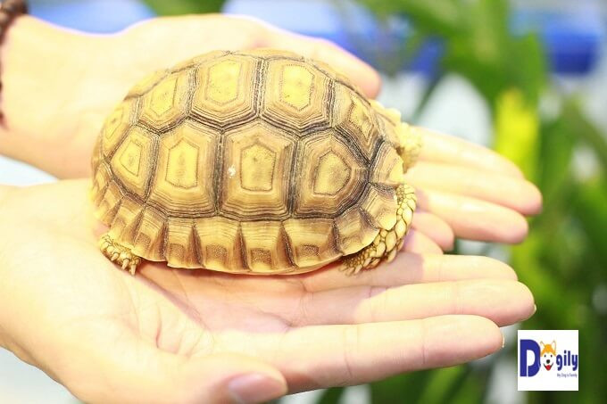 Nếu nuôi rùa sulcata làm thú cưng, bạn nên tránh cho rùa ăn quá nhiều vì rùa tiêu hóa thức ăn chậm. Nếu cung cấp thức ăn quá mức mà chưa kịp tiêu hóa có thể dẫn đến tình trạng tắc ruột và tử vong.