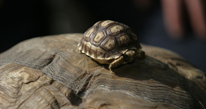 Rùa sulcata có tuổi thọ lên tới 100 năm. Tuổi thọ cũng có thể bị ảnh hưởng bởi chế độ ăn uống của chúng, rùa Sulcata lớn lên trong môi trường ít căng thẳng có tuổi thọ cao hơn.