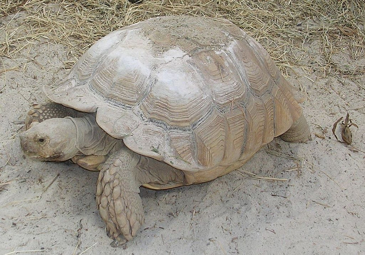 Rùa Sulcata, thường được gọi là rùa Châu Phi, là một trong những loài rùa lớn nhất trên thế giới, có tên khoa học là Sulcata Geochelone. Loài rùa này được phân bổ chính vùng sa mạc khô nóng của Châu Phi (Sahara), và thích nghi tốt trong một môi trường khắc nghiệt ở nơi đây, và khả năng thích ứng tuyệt vời với các điều kiện khí hậu khác nhau. Loài rùa cực dễ chăm sóc nên thường được chọn nuôi như thú cưng, khá phổ biến trong thị trường chăm nuôi động vật cảnh ở Việt Nam.