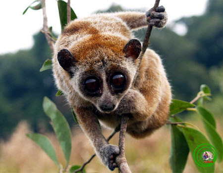 Cu li lùn, hay cu li nhỏ, có tên khoa học là Nycticebus pygmaeus, là một loài linh trưởng độc đáo thuộc phân họ cu li chỉ xuất hiện tại các khu rừng ở Việt Nam, Lào và Campuchia. Nguồn ảnh: Phùng Mỹ Trung