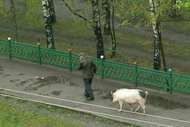 Một người đàn ông tận tụy dắt cô lợn cao ráo đi dạo trong công viên. (Ảnh: Roflzoo)