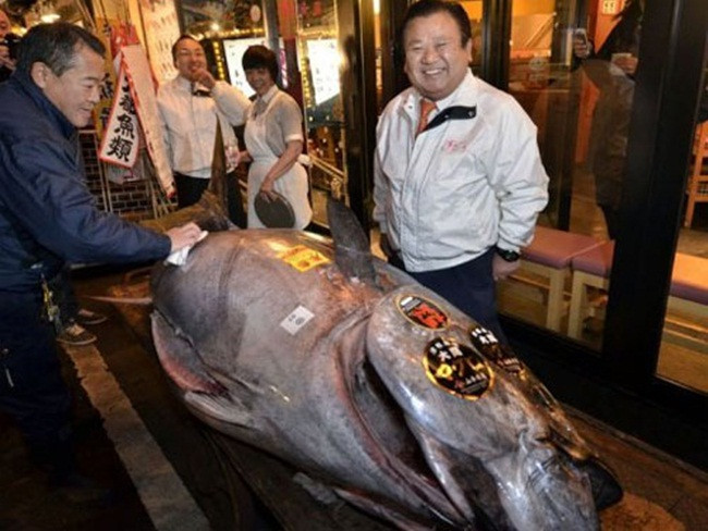 Năm 2012, trong phiên đấu giá cá ngừ đầu năm ở chợ Tsukiji, Nhật Bản, một con cá nặng 269kg được mua với giá 736.500 USD (~17,1 tỷ đồng).
