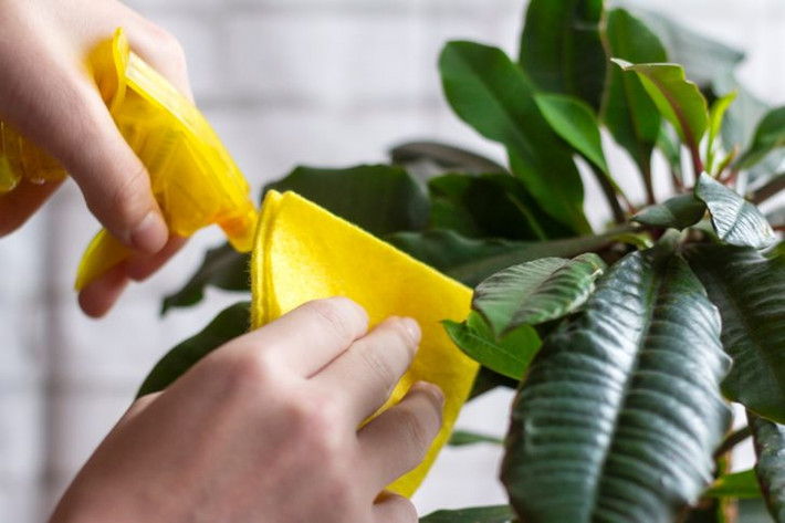 Cây xanh mặc dù được khá ưa chuộng trong trang trí nhà cửa nhưng lại tích tụ rất nhiều bụi bẩn. Ngay cả khi chậu cây được giữ sạch thì nhiều bụi bẩn vẫn bám lại trên lá. Bụi bám trên lá cũng có thể ảnh hưởng đến quá trình quang hợp. Bởi vậy, cần thường xuyên lau lá cây để không khí trong căn hộ luôn trong lành.