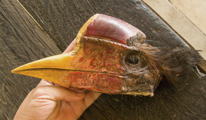 Năm 2015, Tổ chức Bảo tồn Thiên nhiên Quốc tế (IUCN) đã đưa hồng hoàng mũ cát lên mức gần như tuyệt chủng. Nhu cầu lớn về vật liệu quý này đến từ Trung Quốc. Các vụ bắt giữ những sản phẩm từ sừng hồng hoàng mũ cát ngày càng tăng ở Trung Quốc. Các công dân Trung Quốc thường du lịch đến Indonesia để việc buôn bán được dễ dàng hơn, và Hong Kong là điểm trung chuyển chủ chốt. Ảnh: Hadiprakarsa/Rangkong.org.