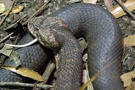 4. Rắn độc Úc Trong tiếng Anh, rắn độc Úc có tên Death Adder. Đây là loài “dã man” nhất trong các loài rắn bởi chúng thường săn lùng và giết những con rắn khác, kể cả những loài có trong danh sách này. Chúng cũng là loài tấn công con mồi nhanh nhất thế giới. Một vết cắn của rắn độc Úc sẽ gây bại liệt và có thể tử vong trong vòng 6 giờ do suy hô hấp. Các triệu chứng thường đạt mức cao nhất trong vòng 24-48 giờ. Tỷ lệ tử vong khi bị cắn là rất cao, tới 50%.