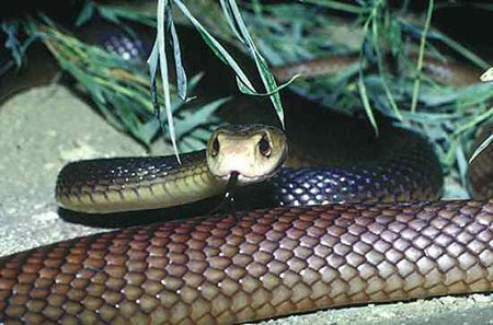 9. Rắn Taipan Thường được tìm thấy tại Úc, rắn Taipan có nọc rất độc, đủ sức giết tới 12.000 con lợn. Độc của loài này ngăn chặn sự lưu thông máu ở động mạch và tĩnh mạch, đồng thời tác động tới thần kinh. Khi con người bị cắn, cái chết thường đến chỉ sau vài giờ. Nếu rắn Taipan bị cắn bởi đồng loại, chúng cũng sẽ chết.