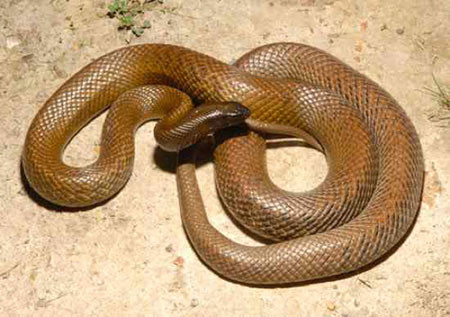 1.Rắn Taipan nội địa Rắn Taipan nội địa còn có tên gọi khác là rắn “dữ tợn” và được mệnh danh là loài rắn cạn độc nhất thế giới. Một vết cắn của chúng có thể giết 100 người hay 250.000 con chuột. Theo nghiên cứu, một lượng rất rất nhỏ nọc độc của rắn “dữ tợn” độc gấp 10 lần vết cắn của rắn chuông và 50 lần so với rắn hổ mang. Một người trưởng thành sẽ thiệt mạng chỉ sau 45 phút kể từ khi bị loài rắn độc này cắn.