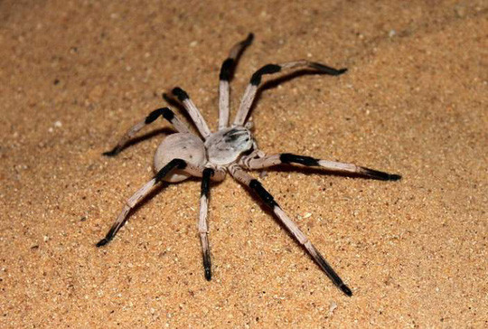 Nhện hay còn gọi là nhền nhện (phương ngữ Nam Bộ), danh pháp khoa học là Araneae, là một bộ động vật săn mồi, không xương sống thuộc ngành chân khớp, lớp hình nhện.