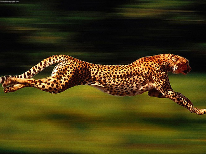 Động vật có vú chạy ngắn nhanh nhất. Khi đo trong khoảng cách ngắn, báo Cheetah có thể duy trì tốc độ ổn định tối đa khoảng 100km/giờ trên mặt đất.