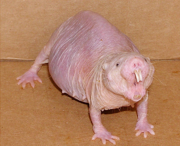 Động vật gặm nhấm sống lâu nhất. Chuột chũi (Heterocephalus Glaber) là động vật có vú kỳ lạ sống trong các hang ngầm phía dưới đồng cỏ khô nhiệt đới ở Đông Phi. Loài này có thể sống đến 28 năm.