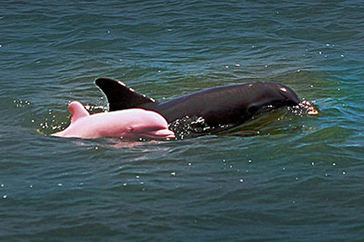 Pinky là một con cá heo hồng nổi tiếng ở hồ Calcasieu, Louisiana. Tiếng là cá heo hồng nhưng thực chất Pinky bị bệnh bạch tạng, các mạch máu gần dưới lớp da màu trắng rất nhiều khiến con cá heo này có màu hồng như mọi người vẫn nhìn thấy.