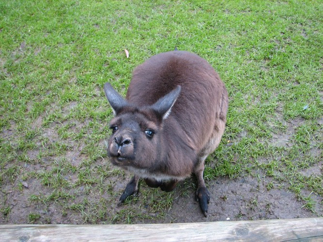 Loài kangaroo không thể đánh rắm.