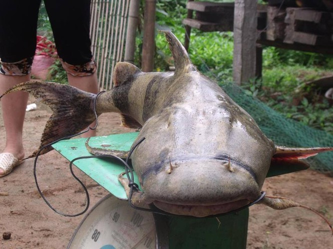 Thịt cá chiên có màu vàng, chỉ có xương sống dạy dài từ đầu đến đuôi cá và không có xương dăm. Mặc dù cá chiên có ở nhiều nơi nhưng cá chiên sông Đà vẫn có hương vị đứng đầu bảng.