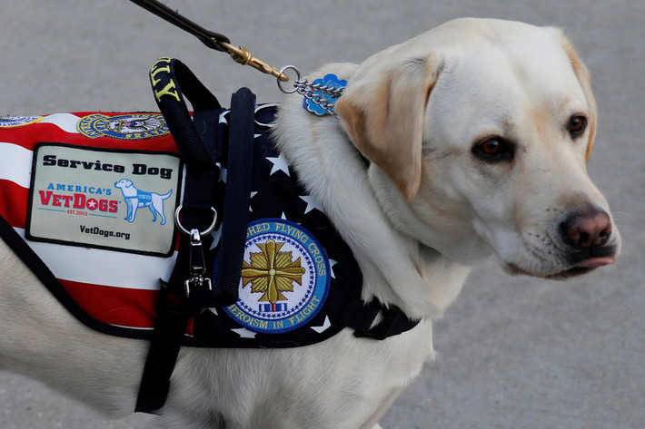 Mới đây, hình ảnh Sully H.W. Bush, chú chó săn nghiệp vụ giống Labrador, nằm phục bên cạnh linh cữu của Tổng thống Bush cha và được phát ngôn viên của ông, Jim McGrath, đăng lên trang Twitter hôm 2/12 cùng dòng chữ “Nhiệm vụ hoàn thành”, đã gây xúc động cho nhiều người.