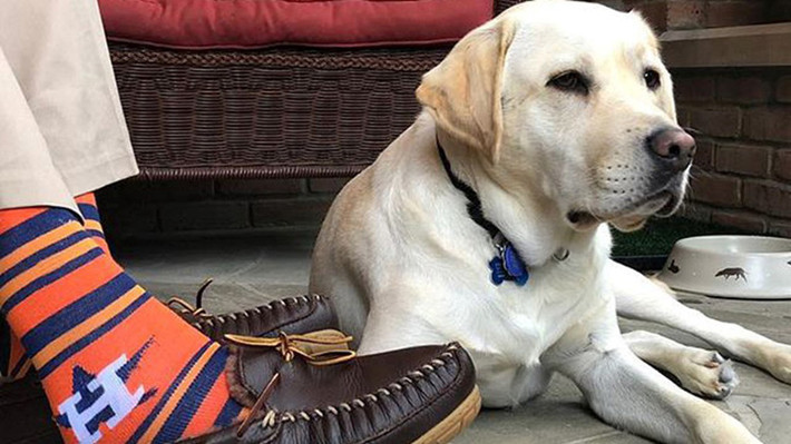 Sully là chú chó thuộc giống Labrador, là một giống chó săn phổ biến ở Mỹ chúng thuộc nhóm chó săn mồi (gundog) và thường dùng để tha các con mồi về cho chủ trong các cuộc săn. Ttên gọi Labrador có xuất xứ từ chữ "labrador" trong ngôn ngữ Bồ Đào Nha, có nghĩa là người lao động.