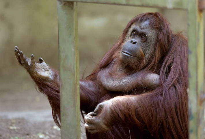 Đười ươi Borneo và Sumatra đang ở trong tình trạng rất nguy hiểm. Chúng là loài đồng vật thông minh và có nhiều đặc điểm giống với con người. Sống ở các khu rừng thấp ở Indonesia và Malaysia, loài này đang đối mặt với nguy cơ tuyệt chủng.