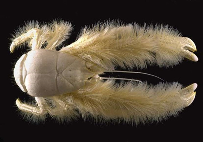 Cua tuyết Yeti: Loài cua độc đáo này dài 15cm và được bao phủ bởi một lớp lông vàng hoe. Chúng là loài sinh vật sống ở các vùng biển sâu. Con đầu tiên được tìm thấy sống ở độ sâu 2.200 mét.
