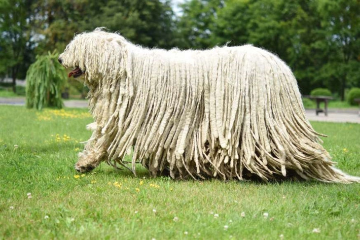 Chó chăn cừu Hungary: Loài chó này có thể nặng tới 45kg và có một bộ lông rất dày để thích nghi với khí hậu khắc nghiệt.
