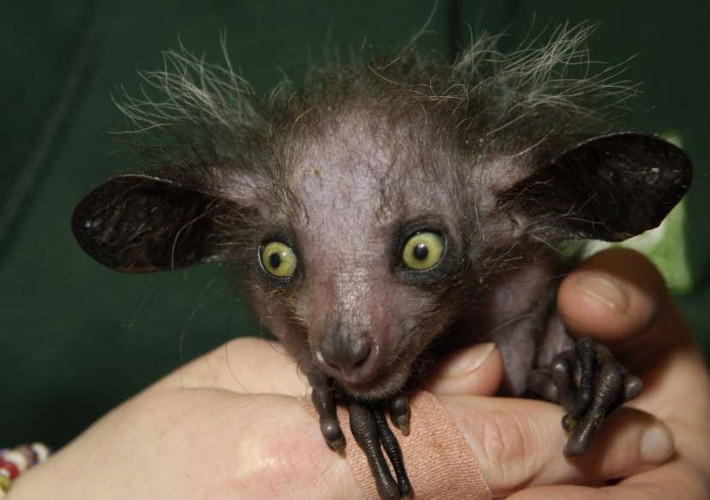 Khỉ Aye-aye: Có nguồn gốc từ Madagascar, loài động vật này chủ yếu sống trên cây trong các khu rừng mưa trên đảo, ăn côn trùng và hoa quả. Tuy nhiên, loài động vật này đang bị đe dọa trong tự nhiên và có nguy cơ tuyệt chủng do môi trường sống bị phá hủy và nhiều người dân địa phương giết hại chúng bởi họ cho rằng những con khỉ Aye-aye là hiện thân của điềm gở.