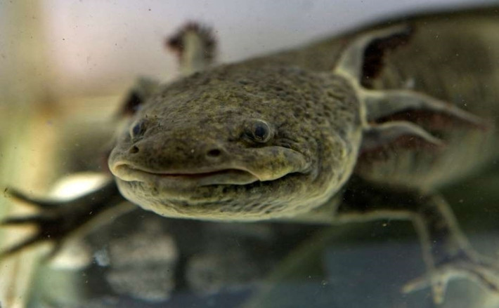 Axolotl: Còn có tên là "cá đi bộ Mexico", loài kỳ giông này có khả năng tự tái tạo các phần của cơ thể nếu bị thương.