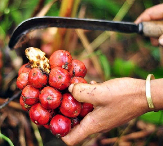 Thảo quả không chỉ là cây thuốc quý mà còn để chế biến các loại gia vị độc đáo không thể thiếu trong chế biến món ăn của người Á Đông. Thảo quả có giá bán trên dưới 120.000 đồng/kg (có năm lên hơn 240.000/kg). (Ảnh: Dân trí)