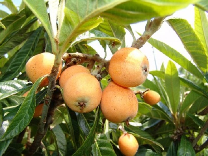 Quả tỳ bà là đặc sản của Lạng Sơn, Lào Cai, khi về tới Hà Nội có giá bán lẻ khá cao nhưng vẫn được nhiều khách thủ đô đặt mua ăn thử vì tò mò. Theo nhiều người, loại quả này có vị ngọt chua có thể trị ho, hen suyễn trong mùa lạnh. (Ảnh: Dân Việt)