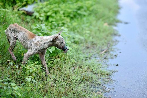 Hiện, chú chó Bến Tre được nuôi dưỡng tại đội cứu hộ A.R.C Vietnam. Nhờ nỗ lực của đội cứu hộ nên sau một năm, tình trạng sức khỏe của chú chó đã ổn định, quen dần với cuộc sống bầy đàn.