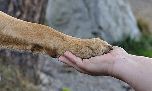 Để cứu chủ, con chó dũng cảm này đã đánh nhau với một con hổ lọt vào làng từ Vườn quốc gia ở bắc Ấn Độ. Chú chó tên Jacky liều mình lao vào tấn công con hổ để xua đuổi nó nhằm bảo vệ chủ.