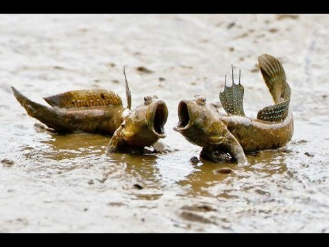 Cá thòi lòi hay còn gọi là cá leo cây vì có khả năng leo cây ấn tượng, nhưng đặc biệt hơn, chúng còn có thể nhịn ăn trong một năm mà vẫn sống khỏe mạnh.