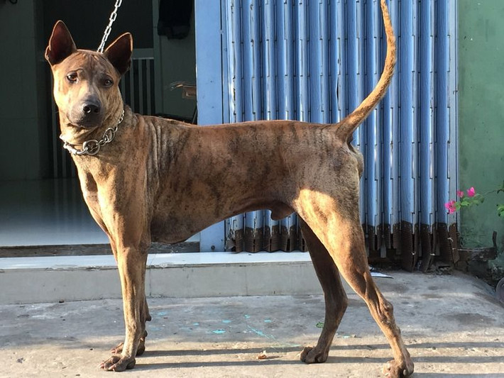 Chó Phú Quốc là giống chó rất trung thành và thông minh, chúng tuân thủ mệnh lệnh một cách chính xác mà không tốn nhiều công huấn luyện.