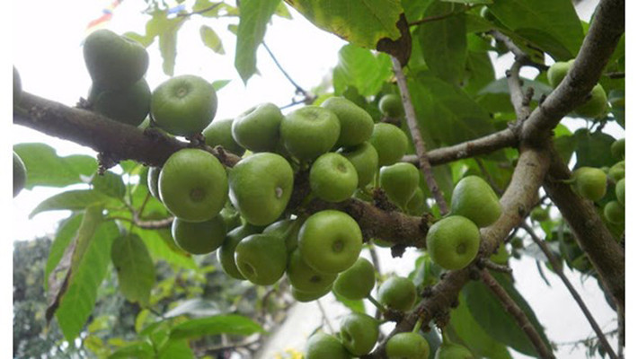 Đáng lưu ý, benzaldehyde trong sung có tác dụng ức chế sự phát triển của các tế bào ung thư, ngăn chúng không hấp thu được những dưỡng chất cần thiết.
