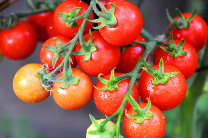 Cà chua. Cà chua giàu lycopene từng được chứng minh có tác dụng ngừa ung thư tinh hoàn, tiền liệt tuyến. Đáng lưu ý, kết quả nghiên cứu được thực hiện bởi các nhà khoa học Italy chỉ ra, những người ăn cà chua sống 7 lần trở lên mỗi tuần có khả năng giảm tới 60% nguy cơ phát triển ung thư dạ dày, đại tràng, trực tràng so với người chỉ ăn 2 lần hoặc ít hơn.