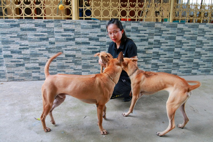 Không chỉ nuôi chó vì đam mê của bản thân, chị Hà còn tham gia huấn luyện cho chó tham gia các cuộc thi để quảng bá và góp phần bảo tồn giống chó bản địa Việt Nam.