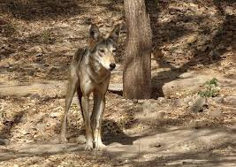 Sói Ấn Độ, tên khoa học là Canis lupus pallipes, là một phân loài được đề xuất của sói xám. Loài sói này sinh sống ở Tây Nam Á đến Tiểu lục địa Ấn Độ.