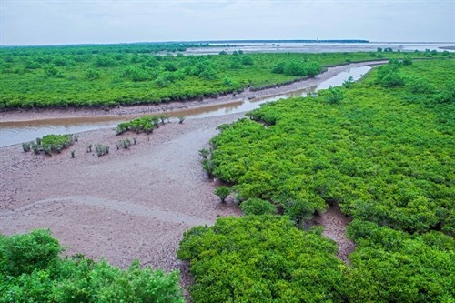 Đến vườn quốc gia Xuân Thủy, bạn không chỉ có cơ hội quan sát các loài động vật quí hiếm được ghi vào sách đỏ thế giới như cò mỏ thìa, bồ nông, mòng bể mỏ ngắn, rẽ mỏ thìa…, mà còn được không gian biển với rừng ngập mặn, rừng phi, và rau muống biển nở tím cả khu vực... Mời độc giả xem video: Báo động gia tăng bệnh động kinh ở trẻ. Nguồn: VTC.