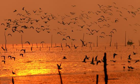 Hàng năm, vào đầu mùa đông, trên đường di cư từ phương Bắc xuống phương Nam, đã có nhiều loài chim chọn khu thiên nhiên đất ngập nước Xuân Thủy làm điểm trú đông hoặc dừng chân tích lũy năng lượng trước khi tiếp tục cuộc hành trình.