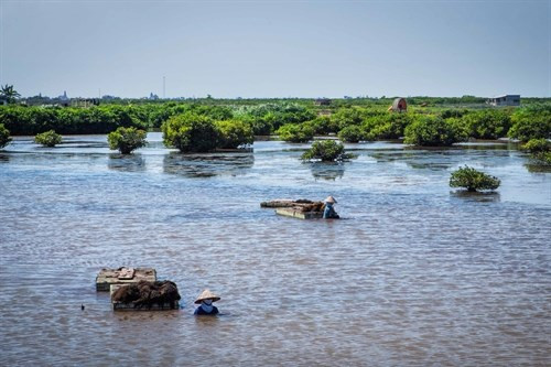 Cùng với chim, khu rừng sú vẹt Xuân Thủy là nơi cư ngụ của nhiều mèo biển, cáo biển, rái cá... Dưới nước là các loại tôm, cá, cua, rắn, ngao, sò... là nguồn thức ăn phong phú của các loài chim. Vào mùa hoa sú vẹt, hương thơm tỏa mát là dịp hội tụ của những đàn ong mật.