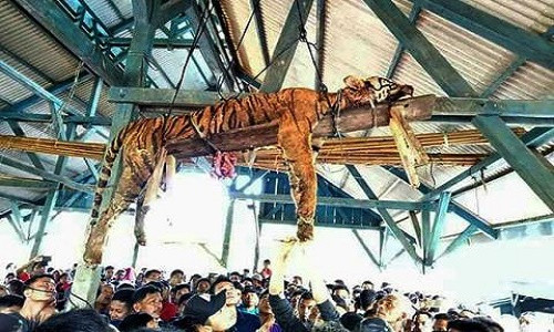 Thay vì ngồi yên sống trong lo sợ, dân làng đã rủ nhau vào rừng săn giết hổ. Tuy nhiên, họ đã không thể hạ gục được con hổ nào, ngược lại còn bị một hổ Sumatra làm thương 2 người. Người dân tin rằng đây chính là báo hiệu cho điềm hung gở mà hổ Sumatra mang tới. Những người đàn ông khỏe mạnh đã đặt bẫy và tìm cách dụ dỗ hổ quý từng tấn công 2 người trước đó.