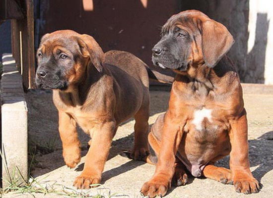 Đây là giống chó được biết đến nhiều nhất như những chiến binh Sumo trong sới vật.