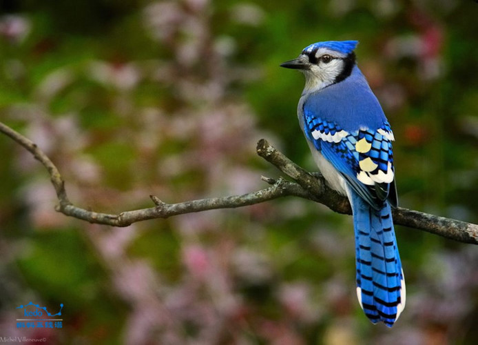 Sinh vật xanh biếc tuyệt đẹp này là Blue Jay, giẻ cùi lam là một trong những động vật có bộ lông xanh biếc tuyệt đẹp. Chúng thường có màu lam với ức và bụng màu trắng, mào màu lam.