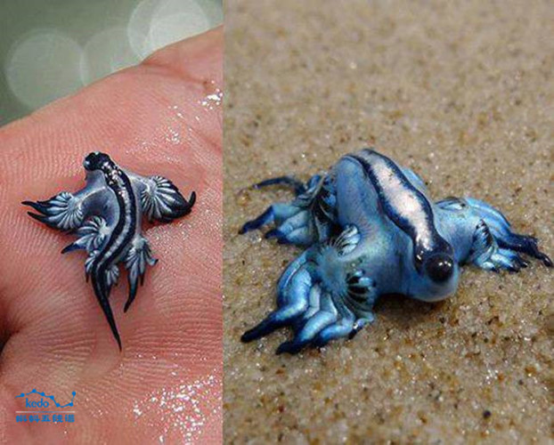 Sên biển Blue Gragon, con rồng xanh nhỏ xíu này không những sở hữu một dáng vẻ xinh đẹp mà còn có bộ cánh màu xanh biếc mê hoặc.