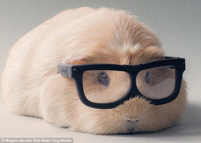 Booboo thuộc giống chuột lang nhà, có tên khoa học là Cavia porcellus. Món ăn yêu thích của nó là rau diếp và cà rốt.