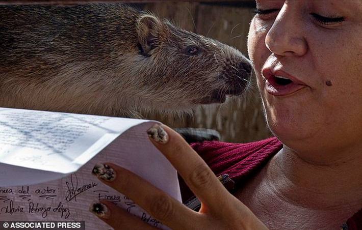 Con chuột hutia quý hiếm là loài đặc hữu ở Cuba, có cái đuôi giống như một sợi dây thừng và răng dài, phát triển chiều dài tới hơn nửa mét, có trọng lượng tương đương một con chó con.