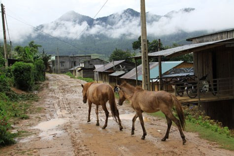 Giống ngựa Việt Nam được nuôi nhiều ở các tỉnh như Lai Châu, Hà Giang, Cao Bằng, Yên Bái, Lạng Sơn, Bắc Cạn, Thái Nguyên, và nuôi với số lượng ít hơn ở các tỉnh Quảng Ninh, Vĩnh phú, Phú Thọ, Hoà Bình, Bắc Giang...