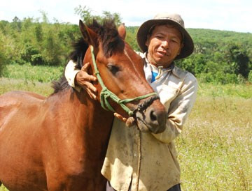 Ngựa cái tương tự ngựa đực nhưng ít thô hơn. Các màu chủ yếu của giống ngựa Việt Nam là vàng, vàng nhạt, vàng thẫm, hồng, nâu, tía, xám... Lông bờm, đuôi và tứ chi ngựa thường có màu đen hoặc hơi thẫm hơn màu lông của mình. (Nguồn ảnh trong bài: Wiki)