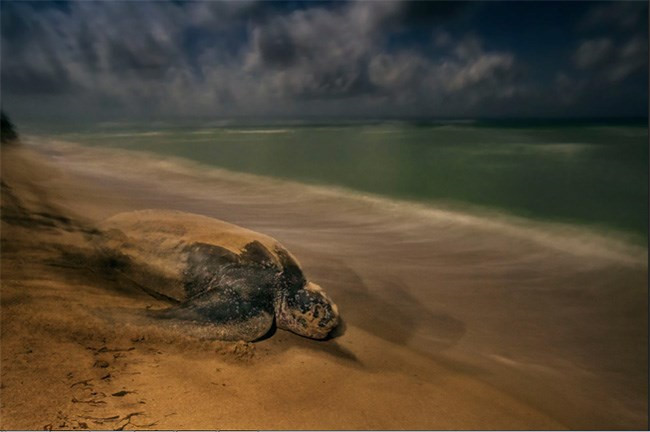 8. Hạng mục ảnh hành vi: Động vật lưỡng cư và bò sát Nghi lễ cổ xưa - Brian Skerry, Hoa Kỳ. Cô rùa da này được chụp khi đang chậm rãi băng qua bãi cát tại St. Croix, quần đảo Virgin thuộc Hoa Kỳ. Sau thời kì thiêng liêng lên bờ để đẻ trứng, loài rùa da lại quay trở về biển. Nhiếp ảnh gia Brian Skerry đã sử dụng một máy ảnh cầm tay và độ phơi sáng dài tận dụng ánh trăng khuya trên bờ biển để tạo ra một bức ảnh sinh động không kém phần huyền bí.