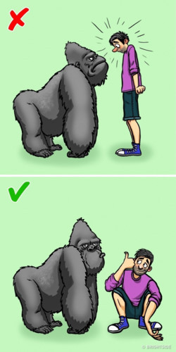 Gorilla được gọi là vua của rừng rậm. Chúng là những tấm gương bảo vệ gia đình và không gian sống. Gorilla sẽ không tấn công bạn nếu bạn cư xử tốt. Hãy ngồi xuống để không nhìn to cao hơn gorilla. Cố gắng thì thầm và tránh nhìn thẳng vào mắt nó. Trong trường hợp bị tấn công, cuộn người thành một quả bóng. Gorilla sẽ không tấn công người yếu đuối và tự vệ.